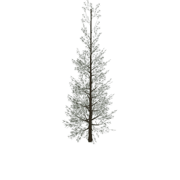 Pine 1